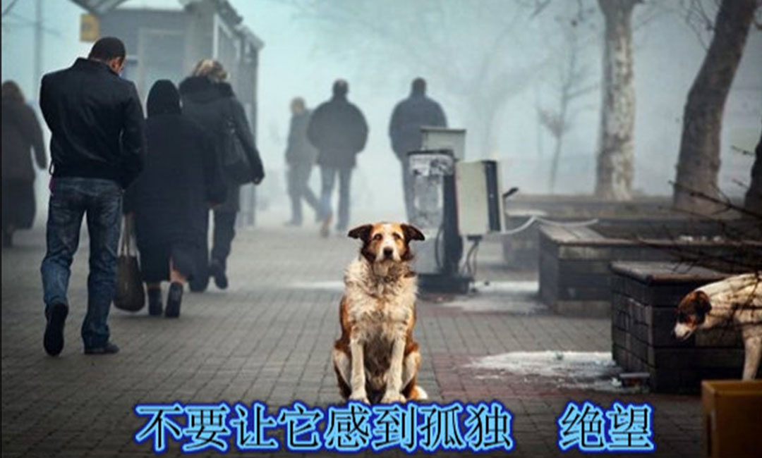 枣庄枣庄爱影圈微博微信转发案例
